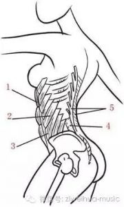 学会用腰腹的力量唱歌你就成功了一半