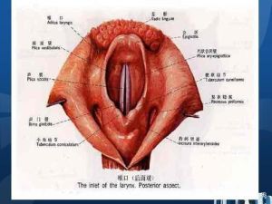 声带发声状态揭秘_振动张力与湿润