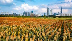 都市田园风潮_耕作之美走红荧屏