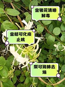 声带养护秘籍_饮食妙招守护嗓子健康