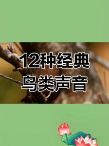 什么叫声音_声音振动产生，有响度音调音色，耳朵神奇！